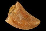 Serrated, Baby Carcharodontosaurus Tooth - Morocco #169672-1